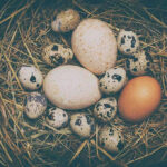 Food Safety CHAOS—Eggs Trigger Nationwide Panic Various eggs in a nest on straw bedding