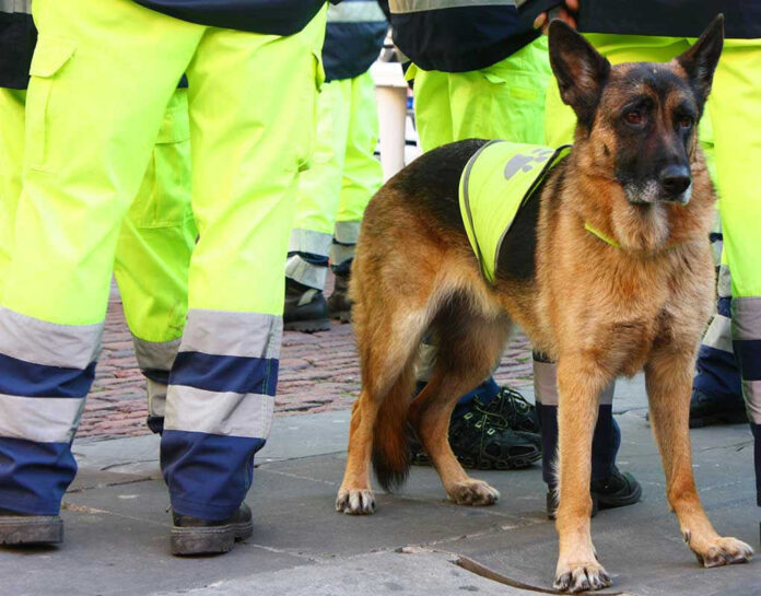 Service dog in vest among workers in high-vis gear.
