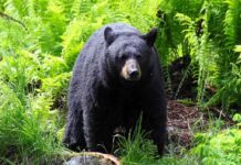 Bear Chase in Dollar Store – Terrifying Scene Unfolds A black bear standing in a lush green forest surrounded by ferns