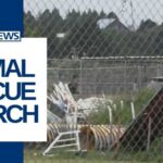 Hundreds of missing animals from California rescue urges federal investigation