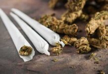 Pills, Crash, No Booze — Judge Drops Hammer Three cannabis joints beside loose marijuana buds