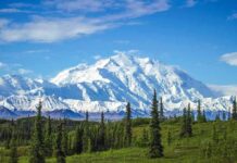 snow-capped mountain above evergreen forest