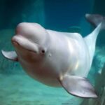 Aquarium Death Spiral – Who’s Accountable? Beluga whale swimming underwater