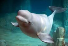 Aquarium Death Spiral – Who’s Accountable? Beluga whale swimming underwater