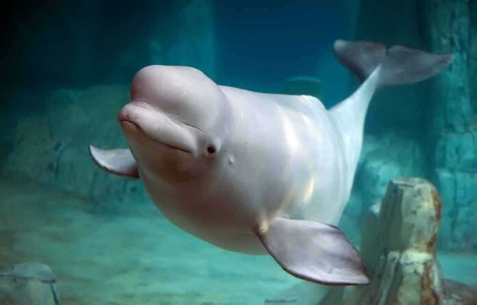 shutterstock_39479704 Beluga whale swimming underwater